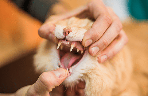 Cat during a dental digital x-ray