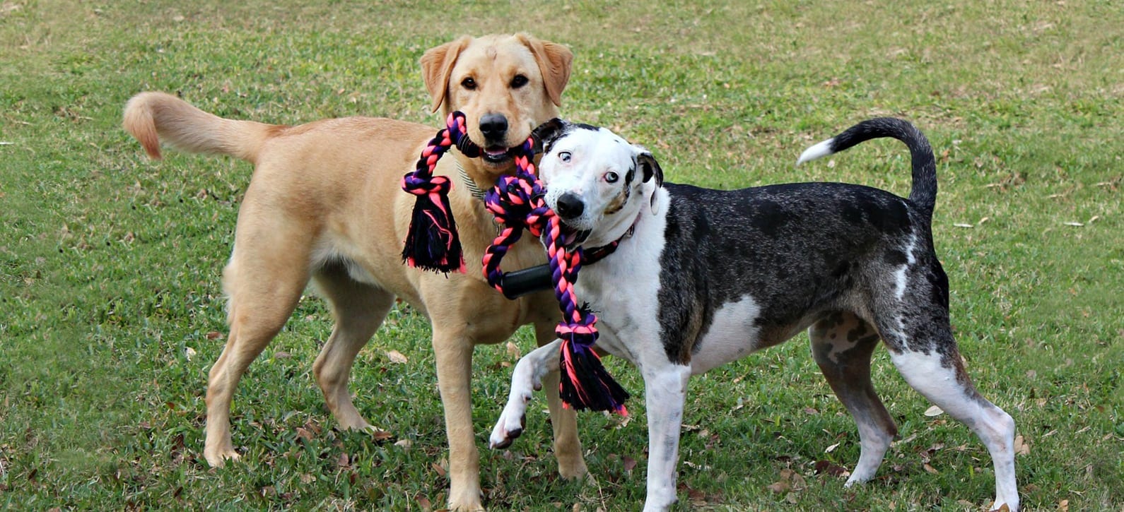 two dogs playing tug a war with rope toy: Animal Hospital in Belton