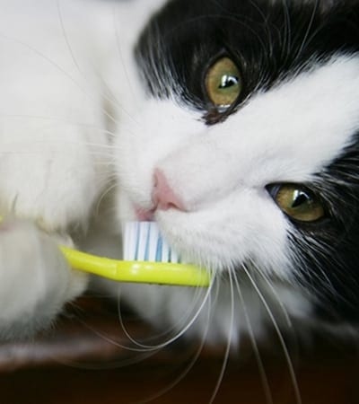 Cat and dog teeth cleaning in Belton, TX