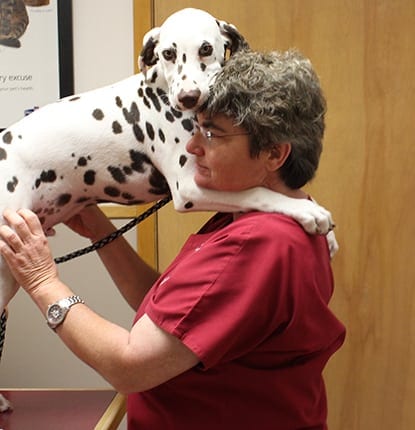 Vet holding a dog during an allergy treatment