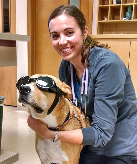 Veterinarian getting a dog ready for her laser therapy treatment