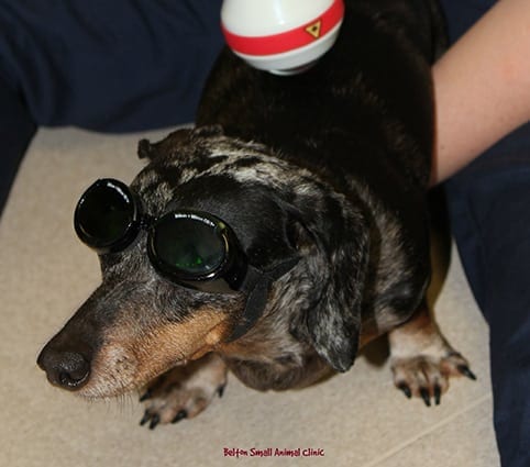 Pet Laser Therapy in Belton, TX