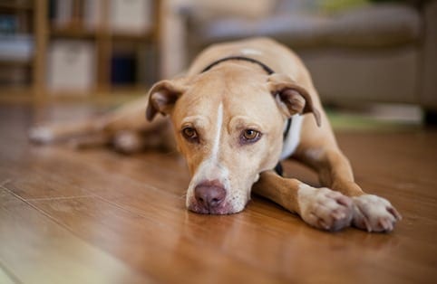 Cat and Dog Euthanasia in Belton, TX