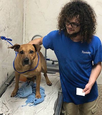 Dog getting a bath