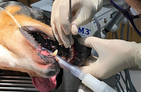 Dog Dentist in Belton, TX