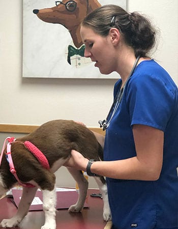 Veterinarian performing a wellness exam on a dog