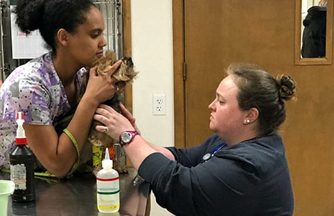 Two veterinarians examining a dog