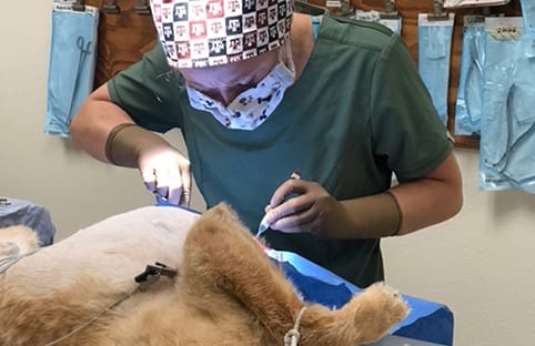 dog-surgery
