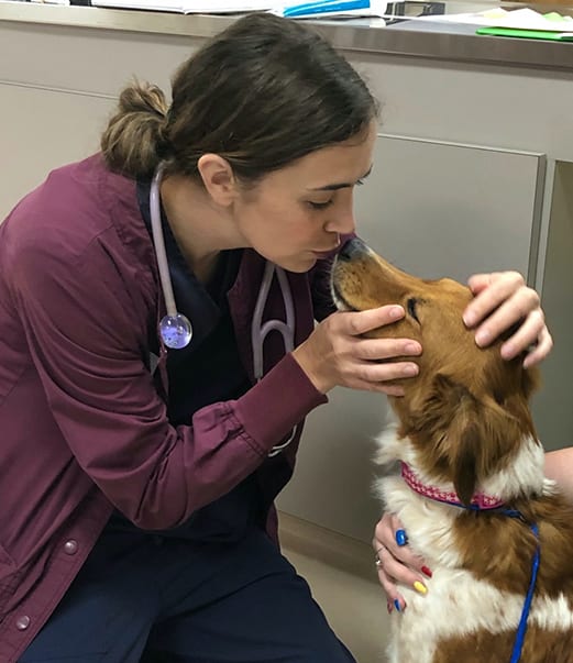 Veterinarians with a dog in the exam room