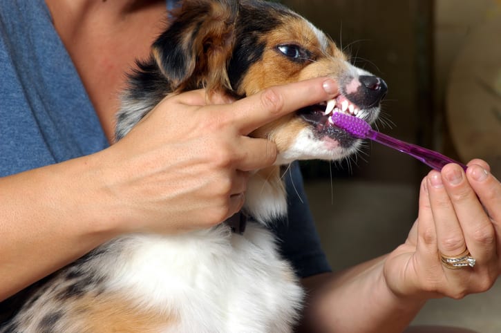 Dog Teeth Cleaning in Belton, TX