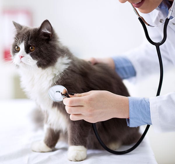 cat with stethoscope on exam table