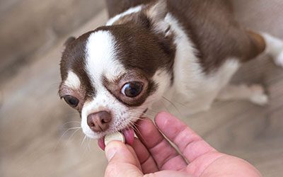 chihuahua getting pill on floor