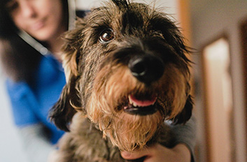 Dog-and-Vet-hero-image-scaled