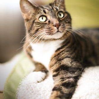 Memorializing your cat after euthanasia